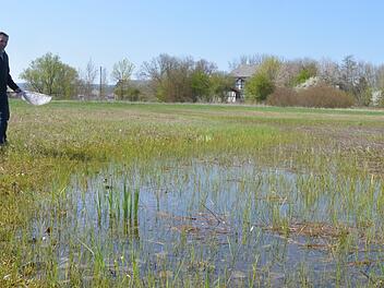 Flache Gewässer, die sich schnell erwärmen, sind als Laichgewässer für Amphibien von hohem Wert, nutzen aber auch Wiesenbrütern und eben Libellen in einer Landschaft, in der ihre Lebensräume kleiner geworden sind. Alexander Ulmer sucht dort nach einer Winterlibelle.Rainer Lutz
