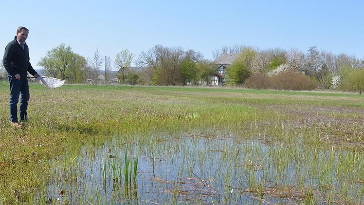 Flache Gewässer, die sich schnell erwärmen, sind als Laichgewässer für Amphibien von hohem Wert, nutzen aber auch Wiesenbrütern und eben Libellen in einer Landschaft, in der ihre Lebensräume kleiner geworden sind. Alexander Ulmer sucht dort nach einer Winterlibelle.Rainer Lutz