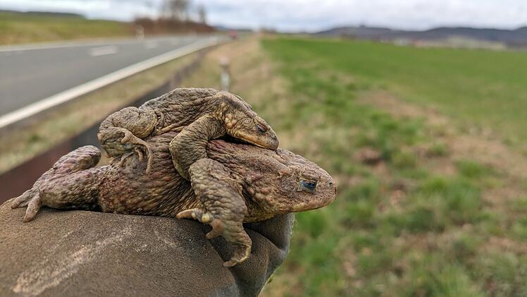 Ebensfeld: Krötenwanderungen starten wieder - Autofahrer um Vorsicht gebeten