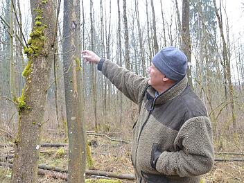 Albert Schrenker zeigt am Stamm einer Esche Symptome, die auf einen Pilzbefall hinweisen.Rainer Lutz