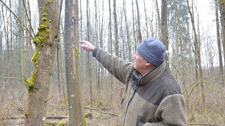 Albert Schrenker zeigt am Stamm einer Esche Symptome, die auf einen Pilzbefall hinweisen.Rainer Lutz