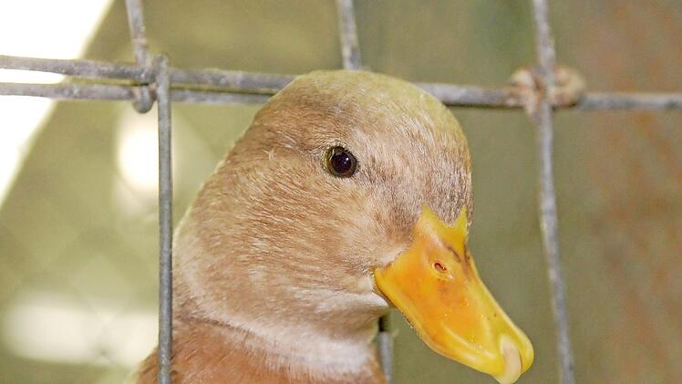 Auch Enten sind bei der Lokalschau zu sehen. Foto: Uschi Prawitz