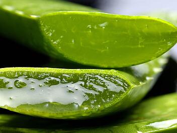 Die beliebte feuchtigkeitsspendende Aloe Vera Pflanze