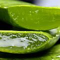 Die beliebte feuchtigkeitsspendende Aloe Vera Pflanze