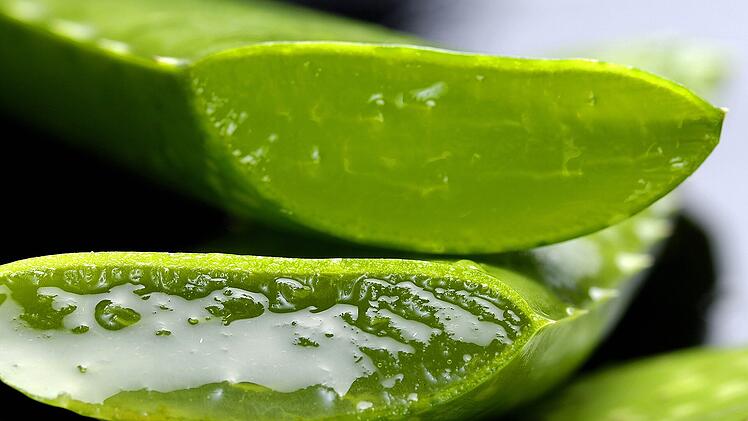 Die beliebte feuchtigkeitsspendende Aloe Vera Pflanze