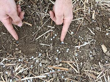 Eine nicht zu dicke Schicht Mulch ist für den Boden ideal. Foto: Barbara Herbst