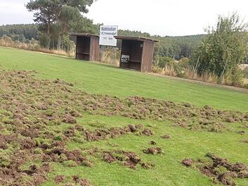 Eine Spur der Verw&uuml;stung hinterlie&szlig; eine Rotte Wildschweine auf dem Hauptplatz des FC Frimmersdorf. privat