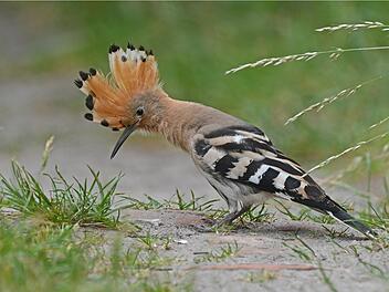 Einen Wiedehopf in der freien Natur zu sehen, gehört in der Region zu den ganz großen Ausnahmen.