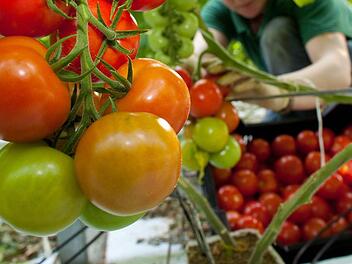 Tomatenpflanze  Foto: Patrick Pleul/dpa