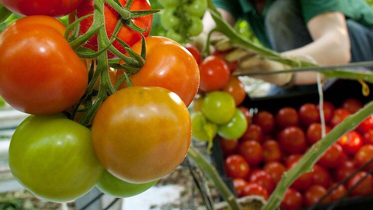 Tomatenpflanze  Foto: Patrick Pleul/dpa