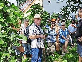 Zwischen den Rebst&ouml;cken informierten sich die Wanderer &uuml;ber den Weinbau in Oberschwappach.  Foto: Gartenbau-Kreisverband Ha&szlig;berge
