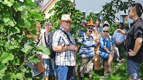 Zwischen den Rebst&ouml;cken informierten sich die Wanderer &uuml;ber den Weinbau in Oberschwappach.  Foto: Gartenbau-Kreisverband Ha&szlig;berge