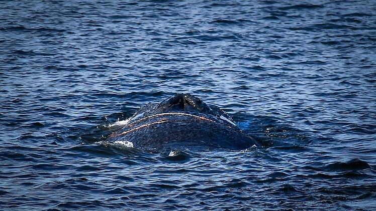 Ein Wal im Wismarer Hafen