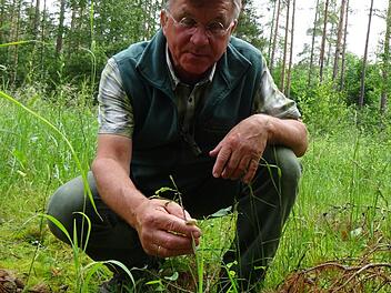 Die Wildbirne, die Erich Daum hier zeigt, wurde als Investition in die Zukunft gepflanzt.Michaela Hofmann