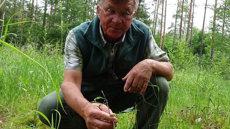 Die Wildbirne, die Erich Daum hier zeigt, wurde als Investition in die Zukunft gepflanzt.Michaela Hofmann