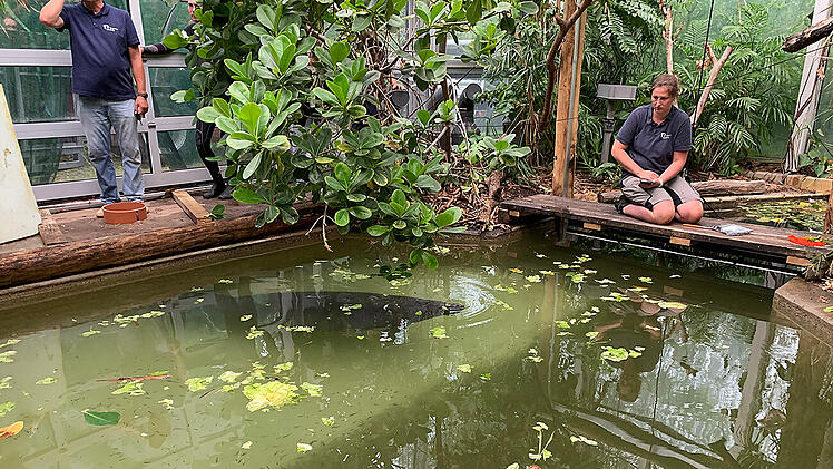N&uuml;rnberg: In mit Wasser gef&uuml;llter Kiste - Seekuh aus Polen im Tiergarten angekommen
