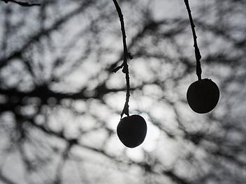 Fruchtmumien, wie diese Äpfel, müssen im Winter entfernt werden, denn sie können zu Pilzkrankheiten der neuen Blüten führen. (Symbolbild: Frank Rumpenhorst / dpa)