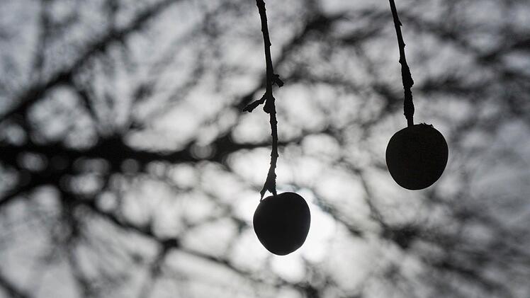 Fruchtmumien, wie diese Äpfel, müssen im Winter entfernt werden, denn sie können zu Pilzkrankheiten der neuen Blüten führen. (Symbolbild: Frank Rumpenhorst / dpa)