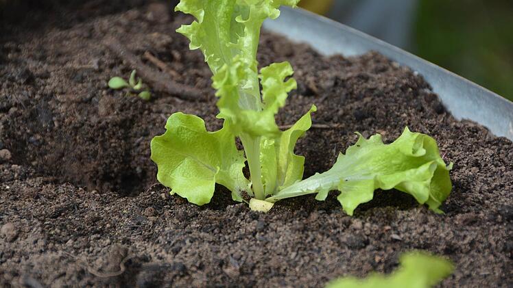 Praxisstunde für Gartenbau im Hausgarten Foto: Dagmar Besand