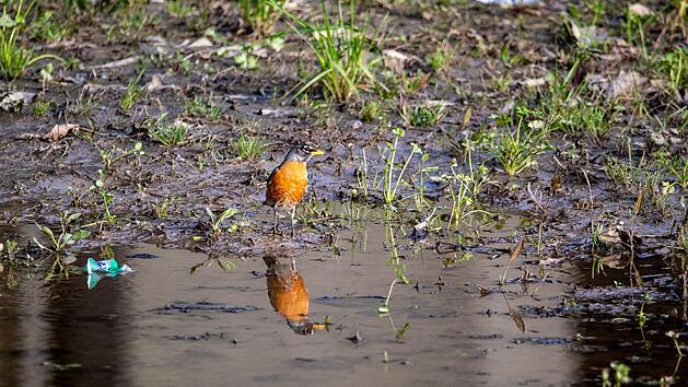 Lichtenfels: Verunreinigung Rodach - Verzehrverbot f&uuml;r Fische und Wasserkontakt meiden
