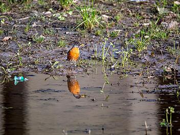 Lichtenfels: Verunreinigung Rodach - Verzehrverbot für Fische und Wasserkontakt meiden