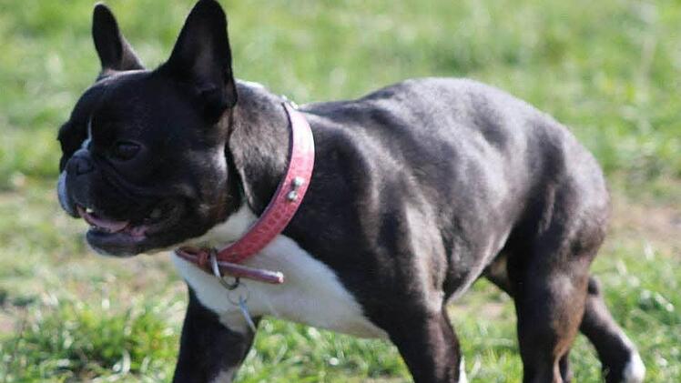Auch Gina aus Schweinfurth ist eine französische Bulldogge. Ihr Frauchen Jeannine Singer gratuliert der Hündin mit diesem Foto.