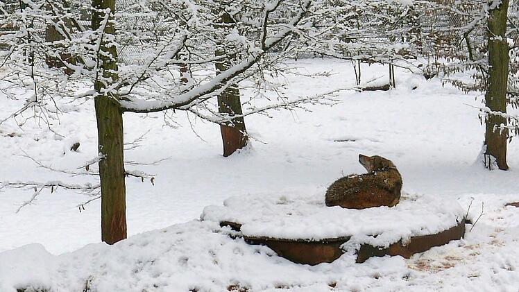 Im auch im Winter geöffneten Tambacher Wildpark lassen sich die Tiere nicht vom Neuschnee stören. Foto: Berthold Köhler