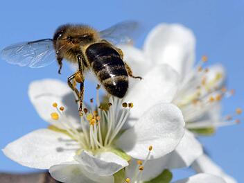 Eine Biene auf einer Kirschblüte Foto: Patrick Seeger, dpa