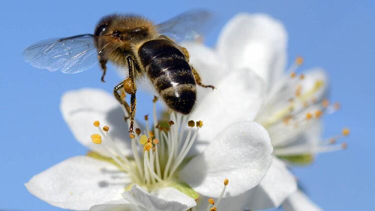 Eine Biene auf einer Kirschblüte Foto: Patrick Seeger, dpa