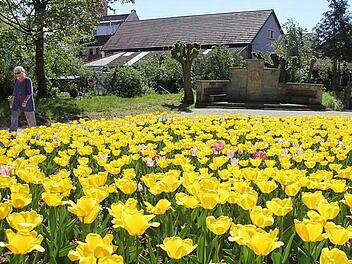 Ein Tulpenmeer umsäumt seit kurzem das aufpolierte Rückert-Denkmal und den Rückert-Stein. Am Muttertag haben sich an den Blumen etliche Kinder und Ehemänner bedient und sich einen kostenlosen Strauß gebunden. Vielleicht wird zur Rückert-Geburtstagsparty am Pfingstmontag auch noch der Bereich hinter dem Denkmal etwas hergerichtet bzw.gepflegt. Foto: Ralf Kestel
