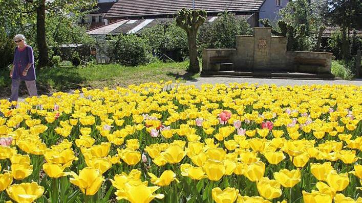 Ein Tulpenmeer umsäumt seit kurzem das aufpolierte Rückert-Denkmal und den Rückert-Stein. Am Muttertag haben sich an den Blumen etliche Kinder und Ehemänner bedient und sich einen kostenlosen Strauß gebunden. Vielleicht wird zur Rückert-Geburtstagsparty am Pfingstmontag auch noch der Bereich hinter dem Denkmal etwas hergerichtet bzw.gepflegt. Foto: Ralf Kestel