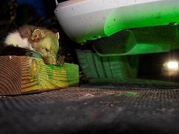 Gerade im Juni vergreifen sich Marder immer wieder an  den Brems-und Kühlwasserschläuchen von Autos. Foto: HUK-Coburg