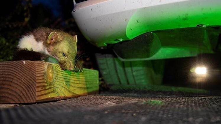 Gerade im Juni vergreifen sich Marder immer wieder an  den Brems-und Kühlwasserschläuchen von Autos. Foto: HUK-Coburg