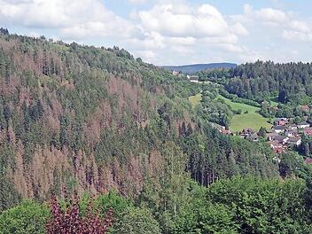 Die Borkenkäfer-Schäden sind im Wald in Richtung Eichenbühl gut erkennbar.  Fotos: Heike Schülein