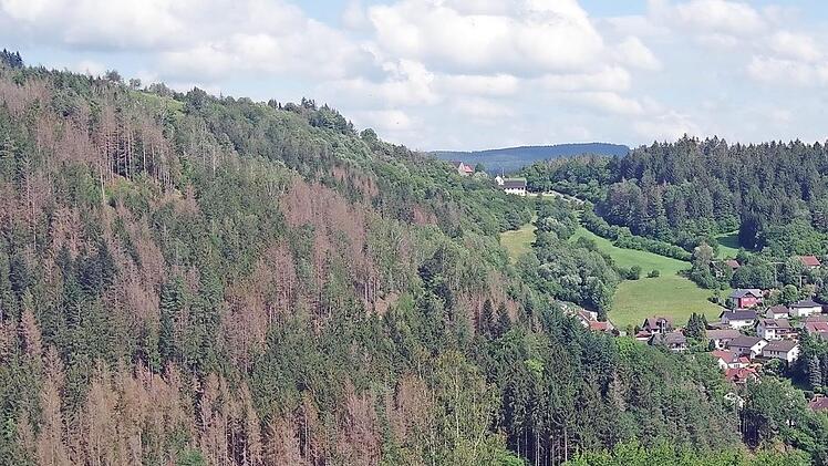 Die Borkenkäfer-Schäden sind im Wald in Richtung Eichenbühl gut erkennbar.  Fotos: Heike Schülein