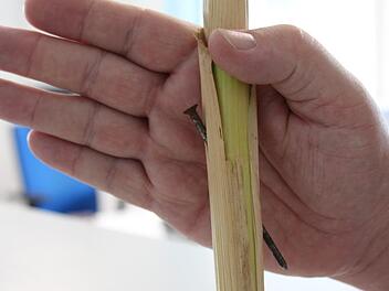 Massive  Nägel steckten in den Halmen    eines Maisfeldes bei Lappach,  zwischen den Pflanzen befanden sich Metallstangen. Diese liegen nun bei der Polizei als Beweismittel. Foto: Christian Bauriedel