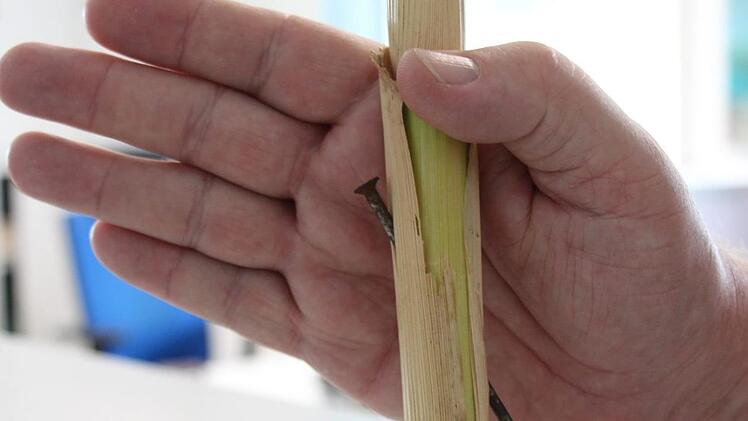 Massive  Nägel steckten in den Halmen    eines Maisfeldes bei Lappach,  zwischen den Pflanzen befanden sich Metallstangen. Diese liegen nun bei der Polizei als Beweismittel. Foto: Christian Bauriedel
