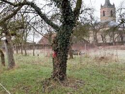 Dieser Grüngürtel ist der Zankapfel im Streit um das Baugebiet Schirnaidler Straße. Foto: Josef Hofbauer