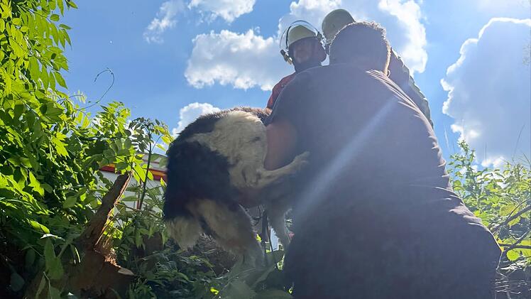 Hund aus Bach bei Litzendorf gerettet