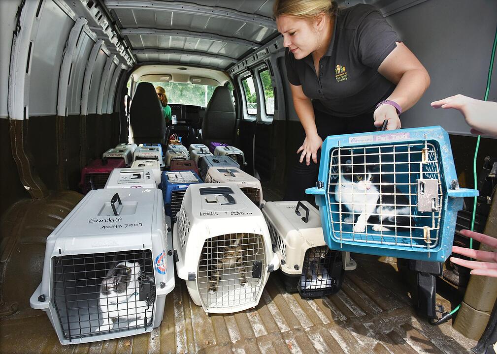 Die Leiterin der Humane Society lädt in Jacksonville, Florida (USA) Katzen in einen Van, bevor die Tiere aufgrund des bevorstehenden Hurrikans Irma evakuiert werden.