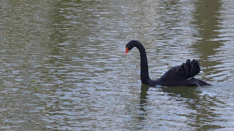 Schwarzer Schwan auf dem Schwanensee im Park von Schloss RosenauFoto: Rainer Lutz