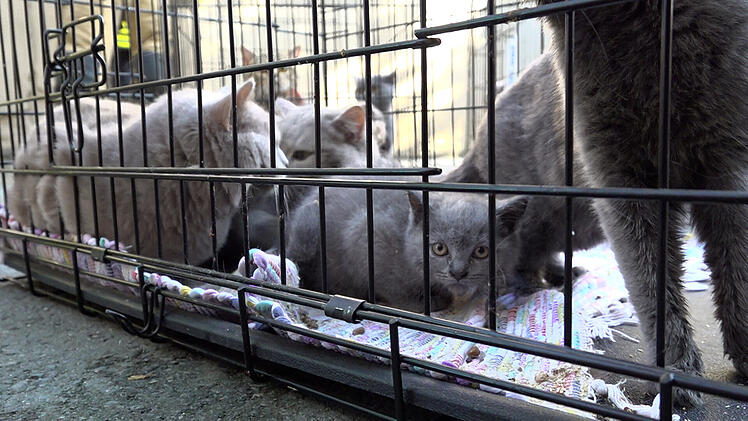 Zimmerbrand in Wohnhaus: Mehrere Katzen verendet