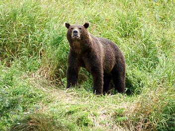 Kamtschatka-Braunb&auml;r