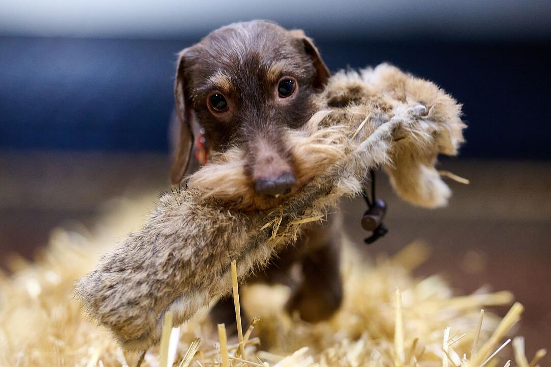 Presserundgang Messe "Jagd & Hund"