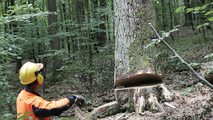 Waldarbeiter Günther Dotterweich fällt einen Baum.