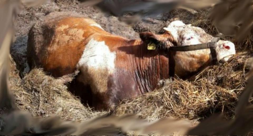 Kreis Kronach: Tierische Faulpelze