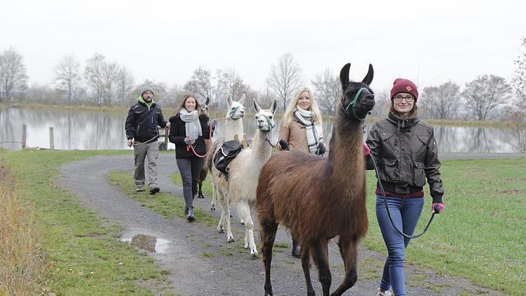 Auch als Junggesellinnenabschied oder Firmenfeier beliebt: das Lama-Trekking in den Haßbergen.  Foto: Franziska Rieger
