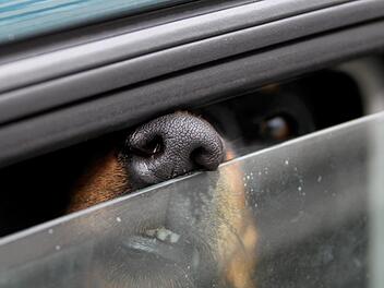 Für einen Hund können die hohen Temperaturen im Auto tödliche Folgen haben. Deshalb das Tier bei Sonneneinstrahlung niemals im Wagen lassen - auch nicht für kurze Zeit! Eine leicht geöffnete Seitenscheibe hat gegen die Hitze im Wageninneren übrigens null Wirkung. Symbolbild: S. Jensen/dpa
