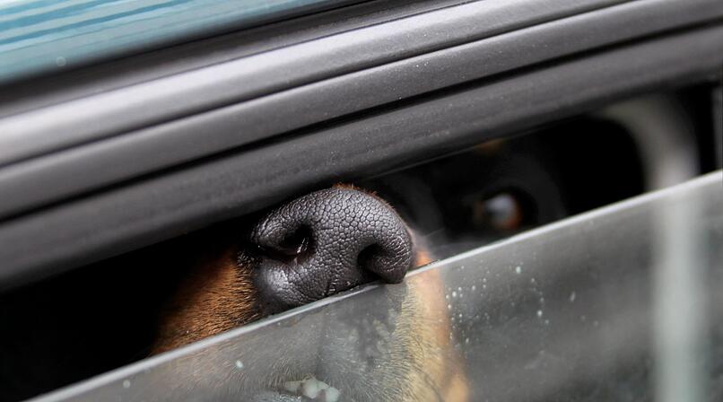 Bad Kissingen: Hund bei Hitze im Auto zur&uuml;ckgelassen: Halter uneinsichtig