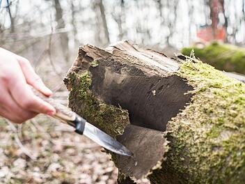 In 20 Gemeinden in Franken ist die Ru&szlig;rindenkrankheit ausgebrochen. Menschen sollten Abstand zu befallenen B&auml;umen halten. Die Sporen des Pilzes k&ouml;nnen bei Menschen zu Fieber, Reizhusten, Sch&uuml;ttelfrost und Atemnot f&uuml;hren. Foto: Frank Rumpenhorst/dpa